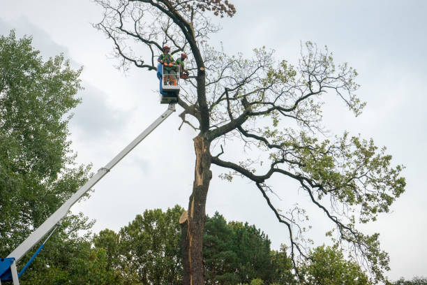 Dead Tree Removal in Oxon Hill, MD